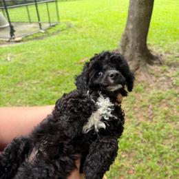 Kentucky - Parti male Poodle puppy in Florence County, South Carolina from Modern Family Standards