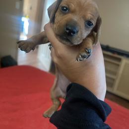 Honey Jr. - Red female Dachshund puppy in Yuba City, California from The Navarro Furbabies