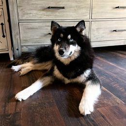 Lola - Siberian Husky