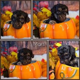 Mars - Red tri-color male Aussiedoodle puppy in Prescott Valley, Arizona from Ramirez Family Doodles