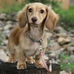 Dachshund puppies from Happy Little Doxies