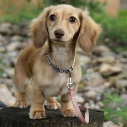 Dachshund puppies from Happy Little Doxies