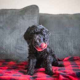 Goldendoodle Puppies from Doodle Me This Goldendoodles