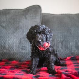 Goldendoodle Puppies from Doodle Me This Goldendoodles