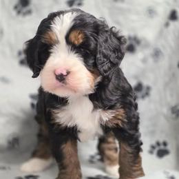 Apollo - Tri-color male Bernedoodle puppy in Shelton, Washington from NW Bernedoodles of Washington