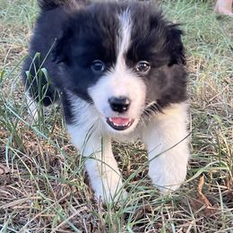 Border Collie Puppies from Fire N Arrows Border Collies