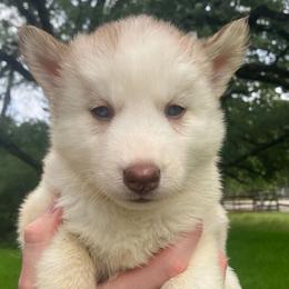 Pancake - Sable and white female Siberian Husky puppy in College Station, Texas from Texas Siberian Husky Kennels (TSHK)
