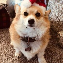 American Corgis, Companion Crosses, Miniature Australian Shepherds, and Pembroke Welsh Corgis from FreckledCowgirlCorgis
