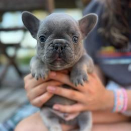 Lilac and Tan Boy (Green collar)(Truly x Drip) - Tricolors male French Bulldog puppy in Gulf Breeze, Florida from SW Frenchies