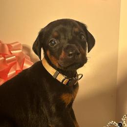 Luna - Black and rust female Doberman Pinscher puppy in Aurora, Georgia from Davis Doberman Pinschers