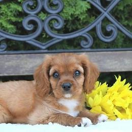 Cavalier King Charles Spaniels from Edens Edge Cavaliers