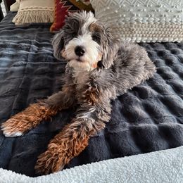 Cricket - Bernedoodle
