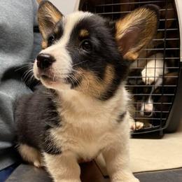 Pembroke Welsh Corgi Puppies from Twisted Little Corgis