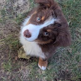Annie - Red tri-color female Miniature American Shepherd puppy in Douglass Ks, Kansas from Magnolia Tree Miniature American Shepherds