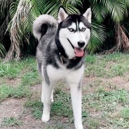 Pomskies from Pawfully Perfect Pups