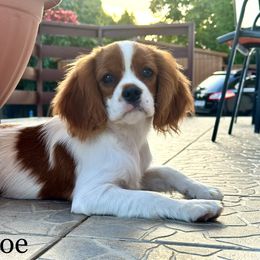 Khloe (FULL AKC registration) - Cavalier King Charles Spaniel puppy in Nashville, Tennessee from Hungarian Cavaliers of Nashville