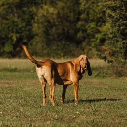 Luna - Bloodhound