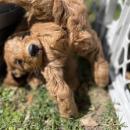 Goldendoodle Puppies from Coal Country Doodles