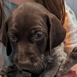 Benji - Liver and white German Shorthaired Pointer puppy in Graham, Washington from Dali and Company