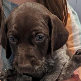 Benji - Liver and white German Shorthaired Pointer puppy in Graham, Washington from Dali and Company