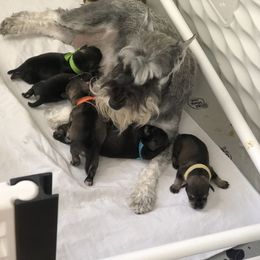 Miniature Schnauzer Puppies from MoonShadows Miniature Schnauzers
