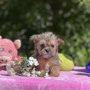 Poodles, Shihpoos, Shih Tzus, Shorkies, and Yorkipoos from Oodles of Poodles & Doodles
