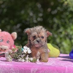 Poodles, Shihpoos, Shih Tzus, Shorkies, and Yorkipoos from Oodles of Poodles & Doodles