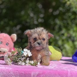 Poodles, Shihpoos, Shih Tzus, Shorkies, and Yorkipoos from Oodles of Poodles & Doodles