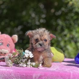 Poodles, Shihpoos, Shih Tzus, Shorkies, and Yorkipoos from Oodles of Poodles & Doodles