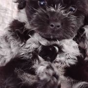 Shichons from Laura's Teddy Bears