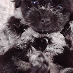 Shichons from Laura's Teddy Bears