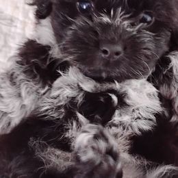 Shichons from Laura's Teddy Bears