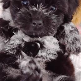 Shichons from Laura's Teddy Bears