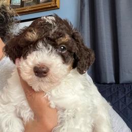 Benedict - Parti male Poodle puppy in Winter Haven, Florida from Herdez’s Poodles