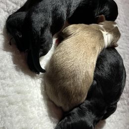 Aussiedoodles and Australian Shepherds from Windsor Aussies