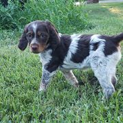 French Brittany Puppies from Dakota Point Kennel