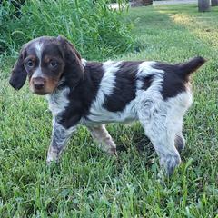 French Brittany Puppies from Dakota Point Kennel