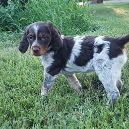 French Brittany Puppies from Dakota Point Kennel