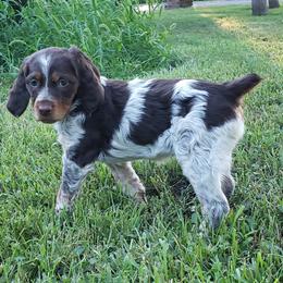 French Brittany Puppies from Dakota Point Kennel