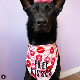 German Shepherd Puppies from North Mountain Kennels