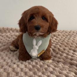 Ella Bear - Red  female Goldendoodle puppy in Anaheim, California from Doodles