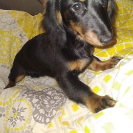 Dachshund Puppies from Linda Parcell