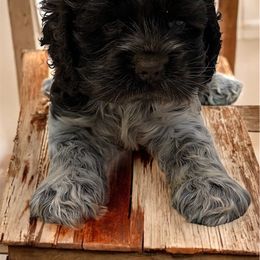 Boy 2 - Brown roan male Cocker Spaniel puppy in Defuniak Springs, Florida from Anastasia Knight's Cocker Spaniels
