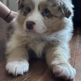 Boy 1 - Australian Shepherd puppy from Andover Aussies