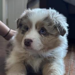 Boy 1 - Australian Shepherd puppy from Andover Aussies
