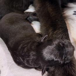 German Shepherd Puppies from Vom Broward Haus