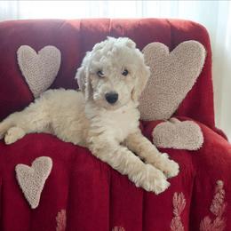 Kona - Cream male Goldendoodle puppy in Polkton, North Carolina from Gaga's Doodles