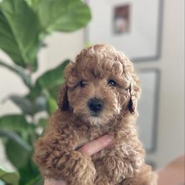 Blue collar - Red  male Poodle puppy in Marysville, California from Dailey Doodles and Dachshunds