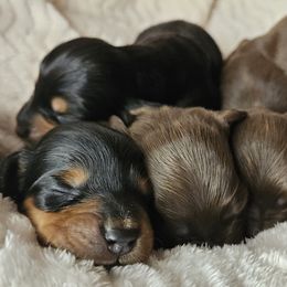 Dachshunds from Idaho Dachshunds