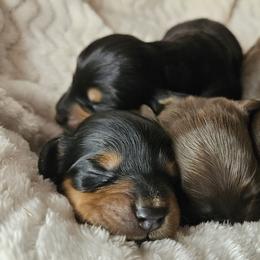 Dachshunds from Idaho Dachshunds